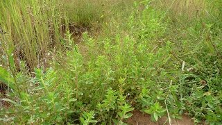 Rice paddy herb [upl. by Anerom]