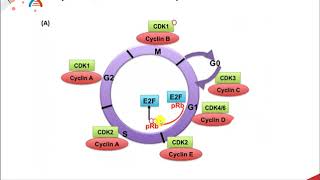 CH450 Chapter 94 Eukaryotic DNA Replication Part 1  The Cell Cycle [upl. by Vincenz]