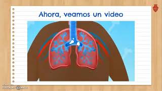 5° Interrelación del sistema respiratorio y circulatorio e Intercambio de gases [upl. by Yenial]