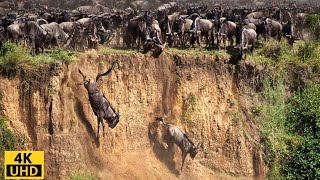 Great Migration Battle for Survival Wildebeest Crossing River Crocodile  Serengeti National Park [upl. by Nesyaj]