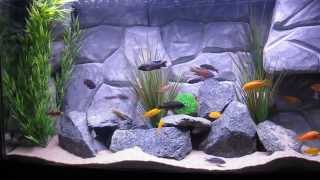 75 Gallon African Cichlids Tank with DIY Background [upl. by Brawner]