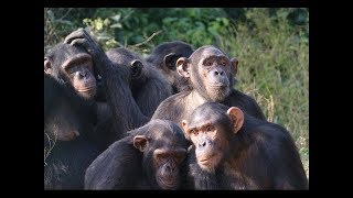 Among the Wild Chimpanzees National Geographic  Animal Planet Channel [upl. by Aisatsana240]