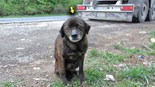 A Frightened Dog was Shivering On the Curb [upl. by Grata]