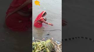 The snake comes during the chhath puja chhath snake snakevideo animal chhathpuja [upl. by Corell]