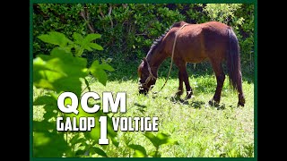 QCM Galop 1 Voltige 1 [upl. by Anaeg]