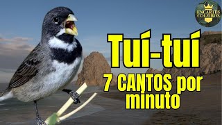 Encarte Tui Tui Zel Zel 7 cantos por minuto [upl. by Disraeli]