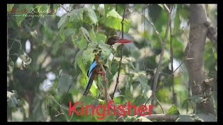 Short Klick 03 kingfisher [upl. by Aldredge]