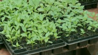 FARMING IN AFRICA OUR JALAPENO SEEDLINGS ARE READY FOR THE BIG FARM [upl. by Neerom]