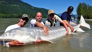 Giant White Sturgeon in Fraser River Canada  FISH MONSTER HUNTING [upl. by Anivid]