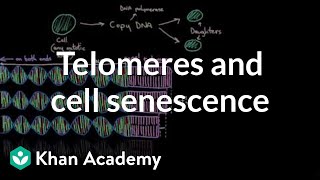 Telomeres and cell senescence  Cells  MCAT  Khan Academy [upl. by Vaules]