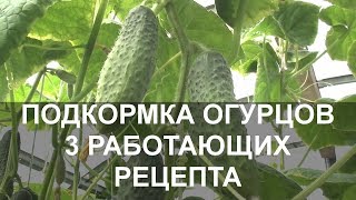 Подкормка Огурцов Народными Средствами 3 Работающих Рецепта [upl. by Esilrahc142]