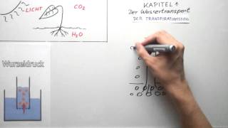 Wassertransport bei der Photosynthese [upl. by Guillermo721]