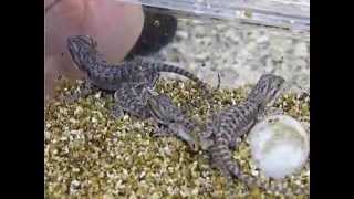 German Giant Bearded Dragon Babies [upl. by Oigufer]