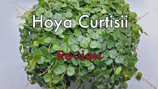 Costa Farms Hoya Curtisii Review [upl. by Ahsirtap]