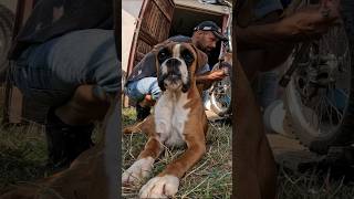 motocross gasgas bikerepair doglover smartdog mechaniclife mechanic boxerdog motocrosslife [upl. by Ahsatsana]