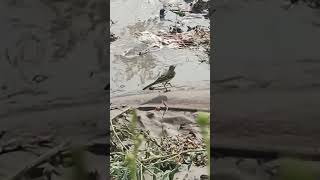 Yellow Wagtail spotted on farm [upl. by Atteve]