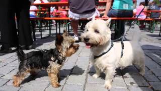 Stadtfest in Lichtenfels [upl. by Birck643]