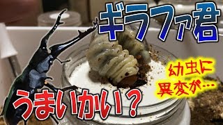 【昆虫採集☆クワガタ＆カブトムシ ギラファ君のエサ交換！ でも、幼虫に異変が・・・】（くろねこチャンネル） [upl. by Adnulahs]