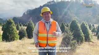 Investigación y desarrollo de proyecto para conservar el Pseudotsuga en Bosque Esmeralda Edo Mex [upl. by Statis]