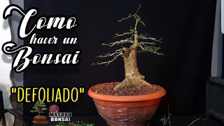 COMO EMPEZAR UN BONSAI  DEFOLIADO Y PODA [upl. by Macur810]