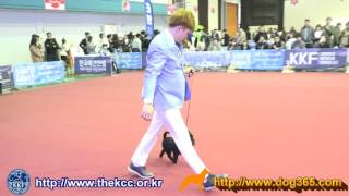 2017 KKF Dog ShowAffenpinscher [upl. by Anreval]