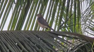 Diwali greetings from majestic royal SHIKRA Tachyspiza badia or Accipiter badius in Mapusa [upl. by Hazelton]