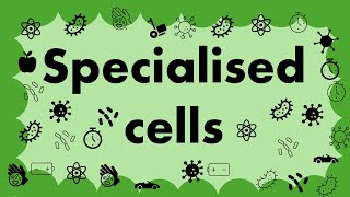 GCSE Biology CELLS L4  Specialised cells [upl. by Scandura]