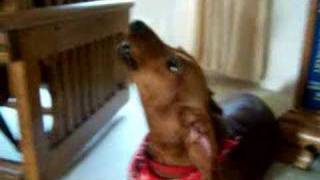 Dachshund Howling [upl. by Gen]