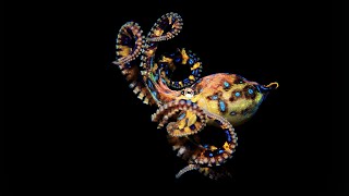 The Blue Ringed Octopus [upl. by Nueoras]