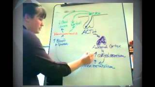 Adrenocorticotropic Hormone Tutorial [upl. by Hizar]