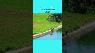 Historia de patos [upl. by Nnelg]