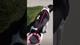 Offleash training tool  the Lazy Leash [upl. by Acissev]