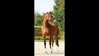 Quadriga  High talented gelding by Escolar with FEI potenzial [upl. by Anawak]