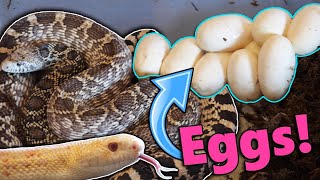 Our Axanthic Bullsnake Laid Eggs [upl. by Tiemroth70]