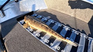 Winter Flathead Fishing on Lake Macquarie [upl. by Squire]