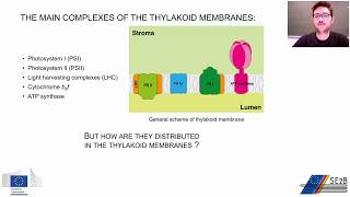 Organization and dynamics of photosynthetic complexes across the thylakoid membrane [upl. by Caras811]