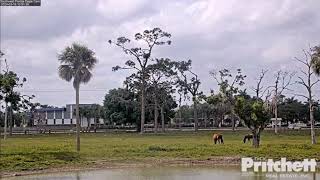 Southwest Florida Bald Eagle E23 fledges 24 03 17 [upl. by Av]