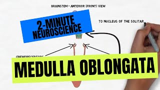 2Minute Neuroscience Medulla Oblongata [upl. by Rap]