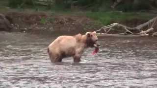 Kamchatka brown bears fishing [upl. by Bevers121]