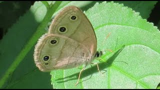 Little Wood Satyr Butterfly [upl. by Socin]