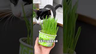 It turns out that growing cat grass can be so simple CutePets catgrass foodiecat cateatgrass [upl. by Ayhdiv]