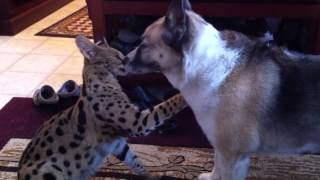 Jagger  Serval  playing with german shepherd  heeler cross [upl. by Kore]