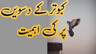 کبوتر کے دسویں پر کی اہمیت [upl. by Menedez]