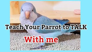 Teach Your Parrot to talk  Quaker Parrot Talking  Monk Parakeet Talking [upl. by Elehcim]