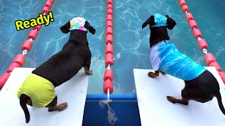 The Wienerlympics  Cute amp Funny Wiener Dog Video [upl. by Allbee]