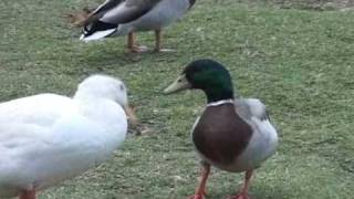 Domestic Duck vs Feral Mallard [upl. by Binetta]