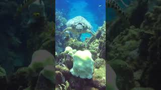 Sea Turtle Swimming Over a Reef [upl. by Omor]