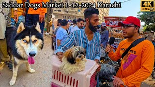 Saddar Dogs Market 1122024 Karachi Latest Updates  Husky Dogs American Pit Bull Terrier Dogs [upl. by Eustace884]