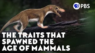 The Traits That Spawned the Age of Mammals [upl. by Isaacs]