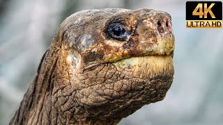 David Attenboroughs Galapagos  Evolution  4K Wildlife Documentary [upl. by Akehsar]